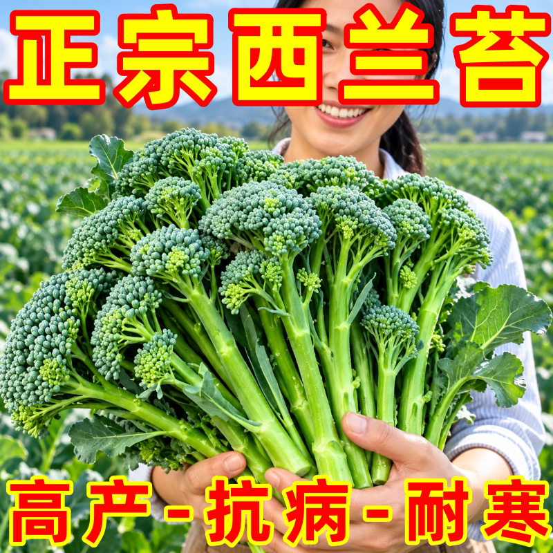耐寒阳台盆栽西兰苔芥蓝苗带土