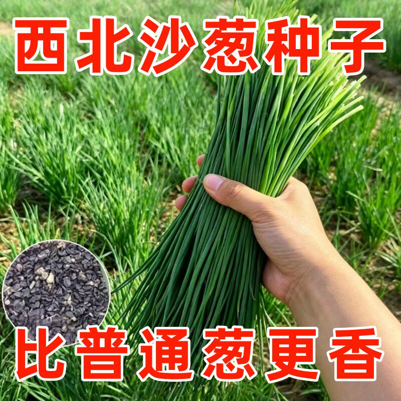内蒙古野生沙葱种子四季阳台种植