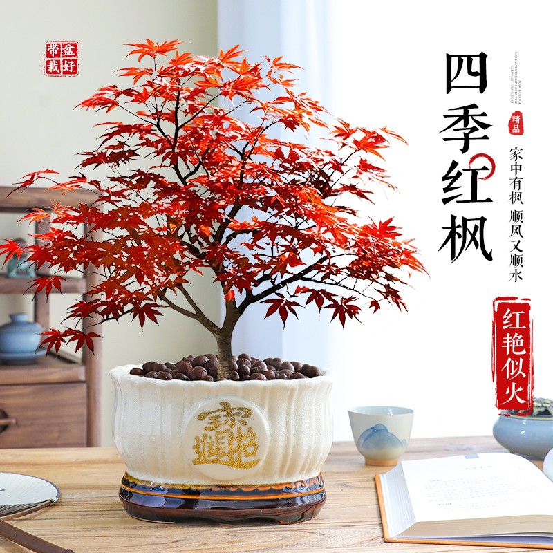 红枫盆栽树苗日本红舞姬中国红枫原盆原土发货成活好室内好养盆栽 - 封面