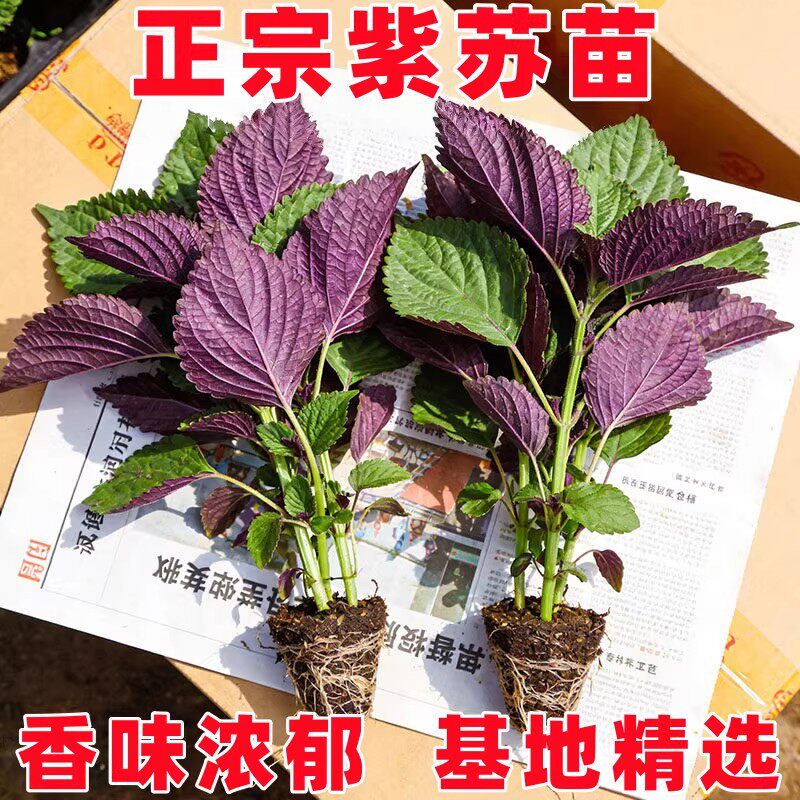 正宗新鲜可食用紫苏叶鸡冠辣椒