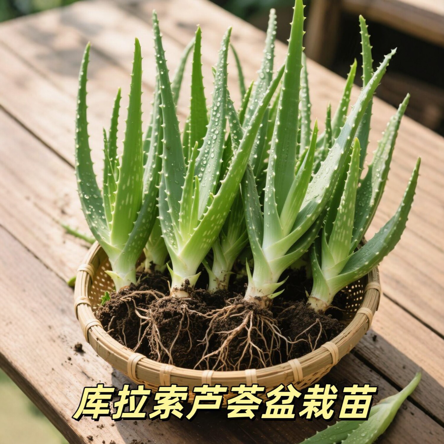 库拉索芦荟苗盆栽补水食用