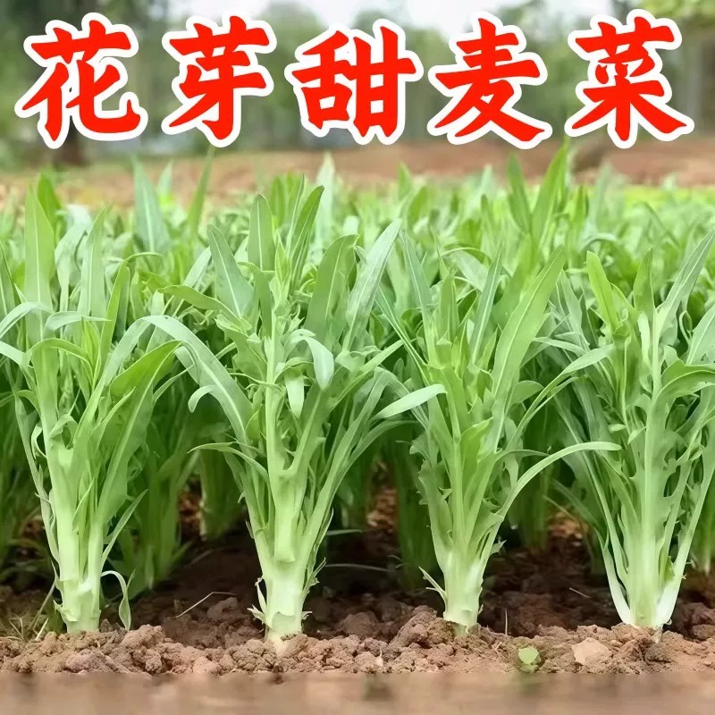 正宗博白甜唛菜种子甜脆爽口