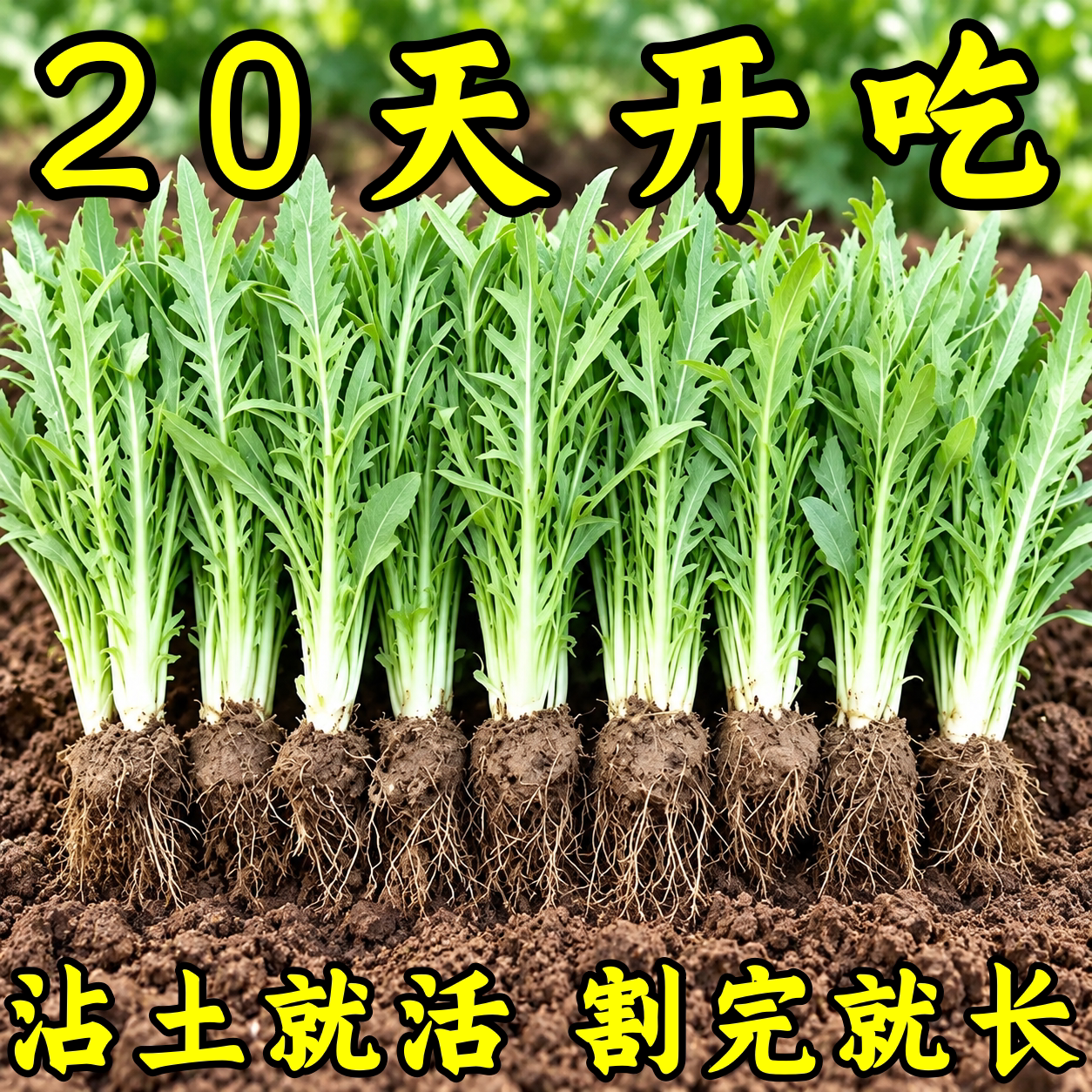 正宗广西博白甜麦菜种子脆嫩爽口