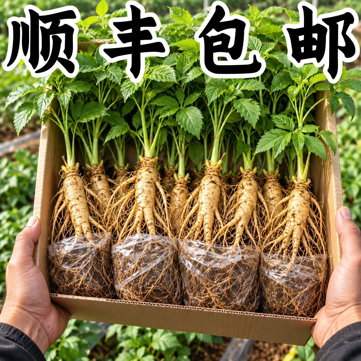 长白山人参活苗盆栽带土易活
