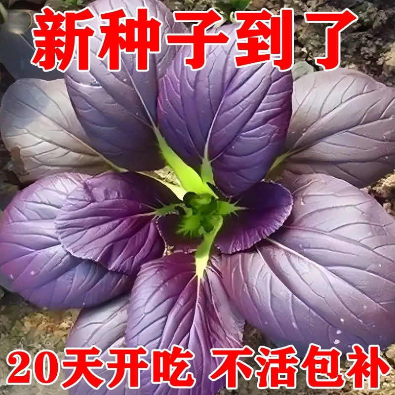 紫罗兰紫油菜种籽上海青抗寒抗热小油菜青梗菜耐寒新鲜蔬菜种子