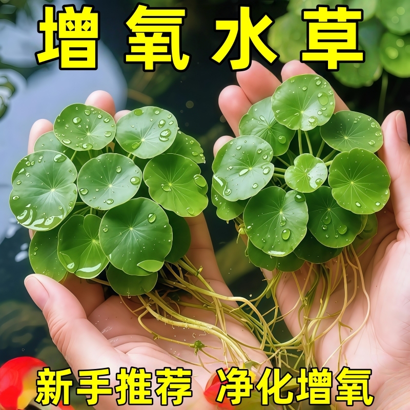 圆心萍浮萍水草植物鱼缸造景