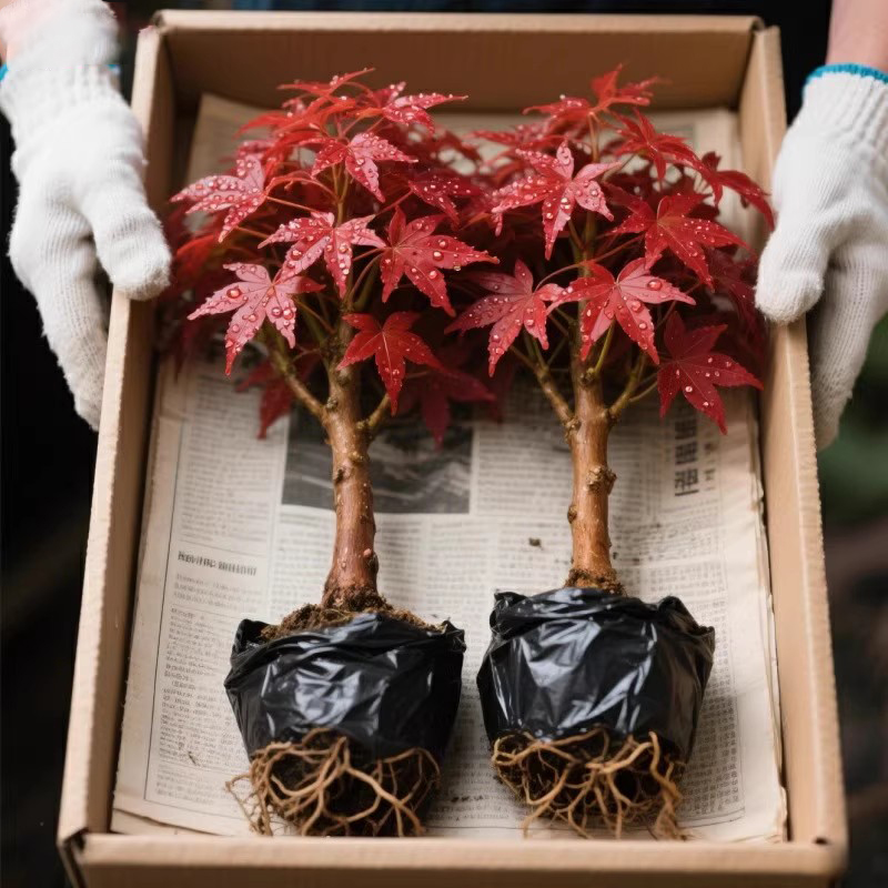 日本红枫盆栽四季好养活室内桌面盆栽老桩耐寒观叶植物红舞姬树苗