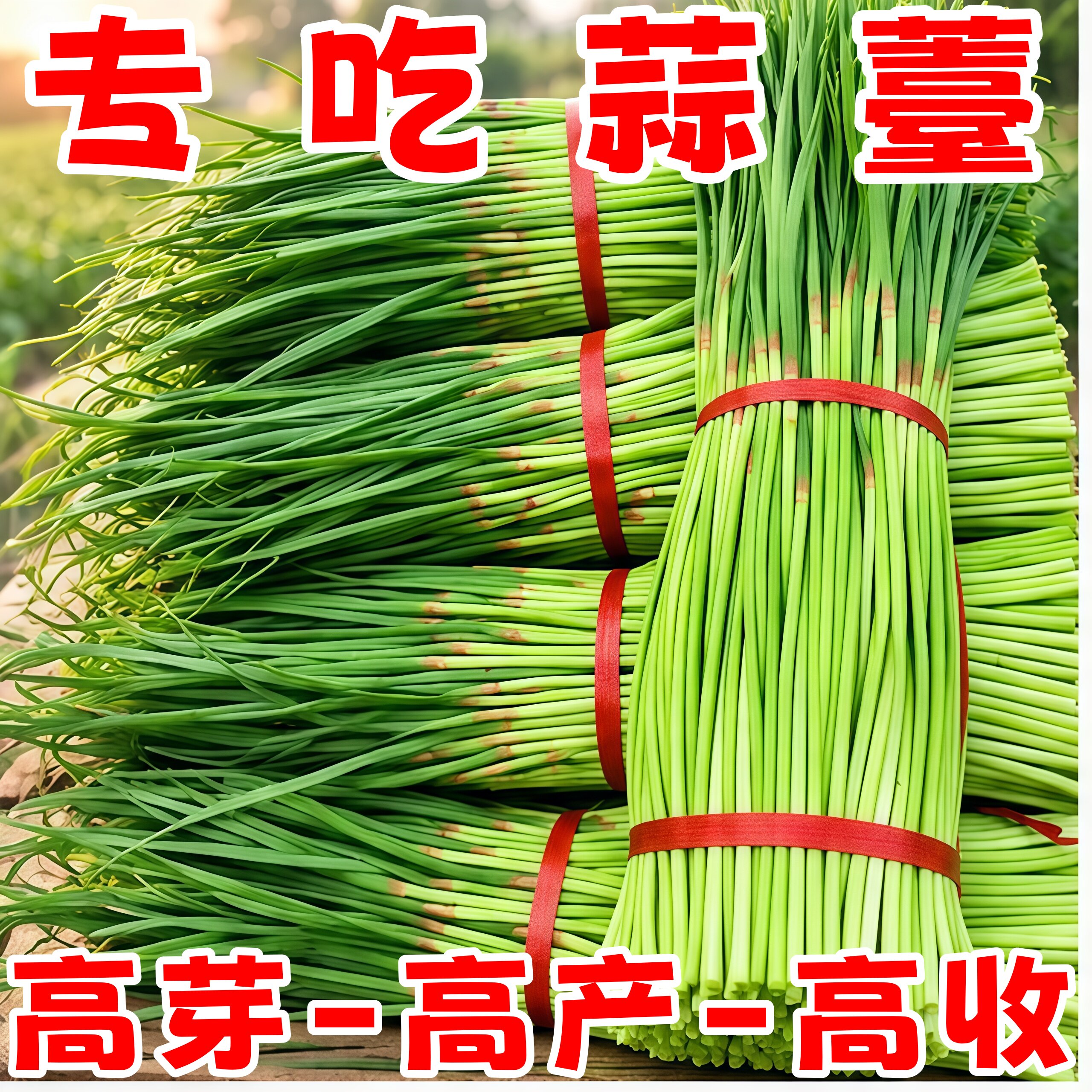 秋冬播蒜苔种子耐寒高产抽薹强