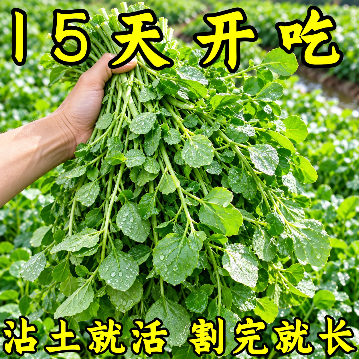 秋冬耐寒易种水培西洋菜种子
