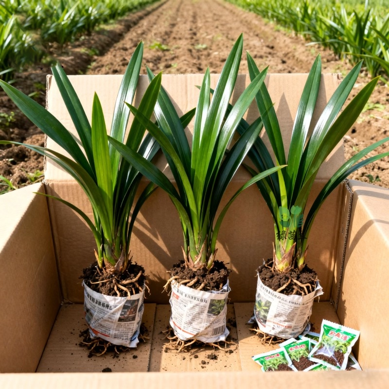 【特级兰花】高档兰花苗墨兰企黑浓香型兰花室内客厅四季好养盆栽,鲜花速递/花卉仿真/绿植园艺,种苗/半成品盆栽,淘宝优惠券,粉丝福利购,淘宝优惠卷