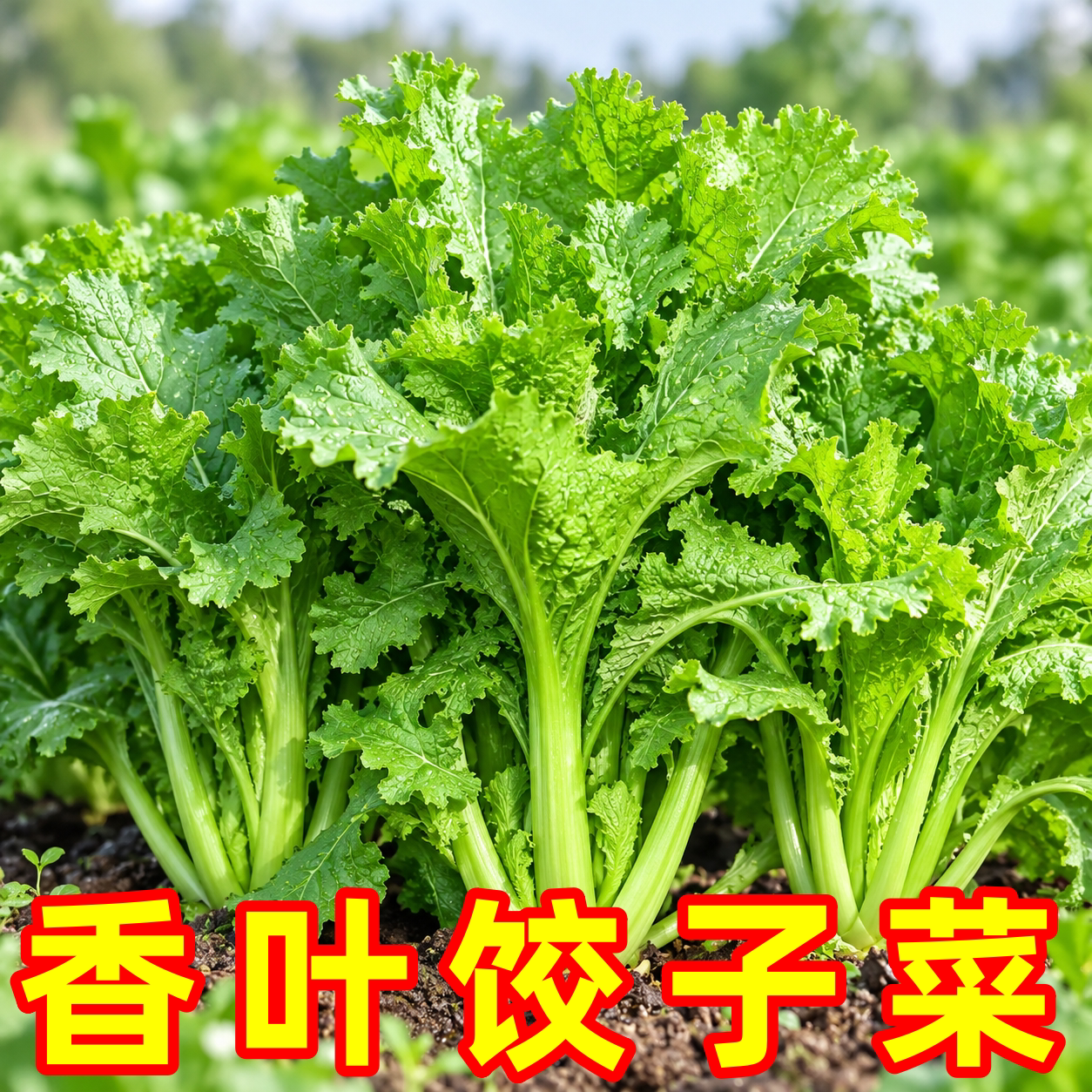 饺子菜香叶芥菜种子耐热耐寒