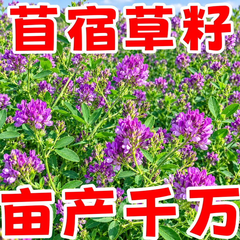 紫花苜蓿草籽四季高产多年生种籽多茬收割畜牧养殖高蛋白牧草种子