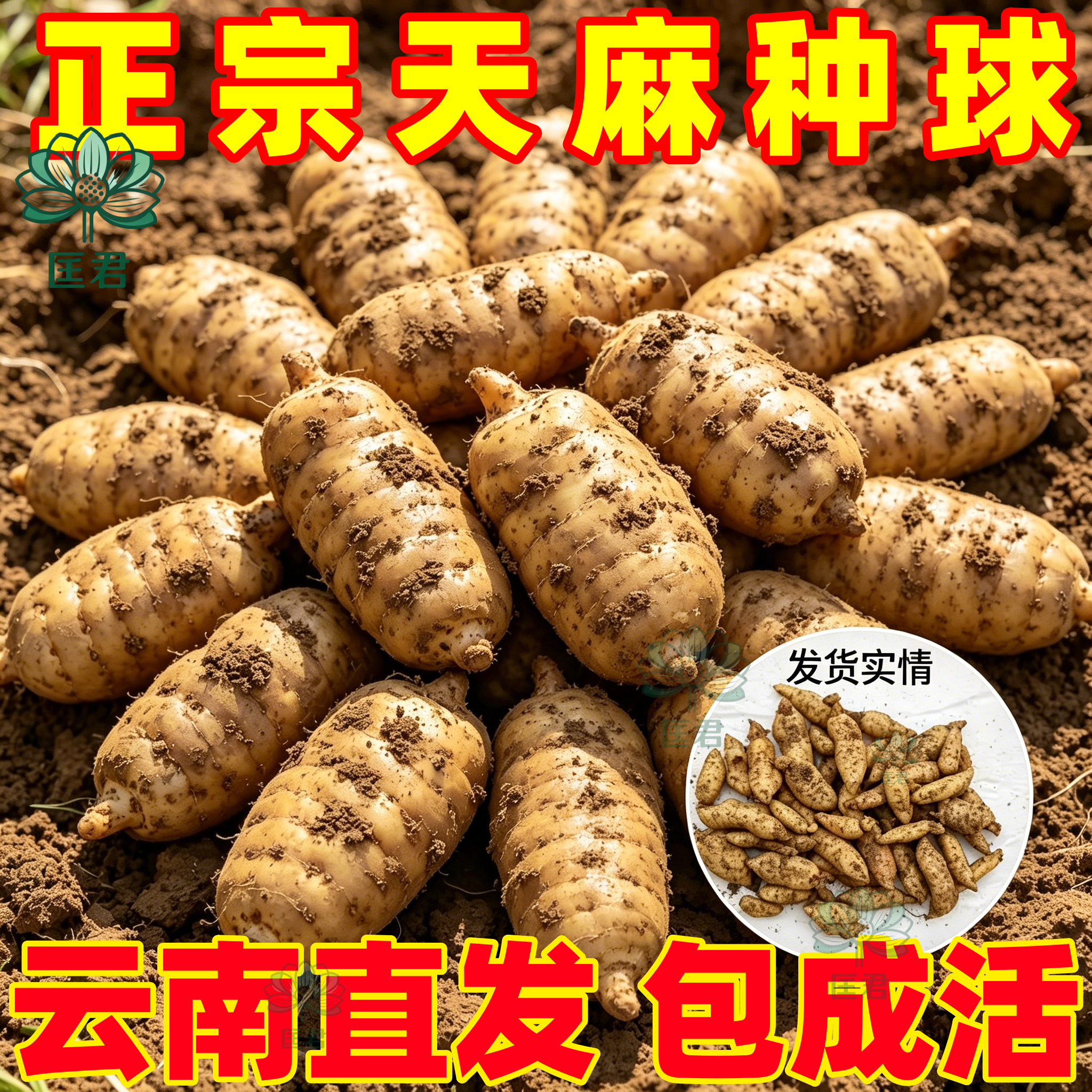 天麻种植苗种子正宗高产天麻种球0代种新鲜现挖高产室内室外阳台