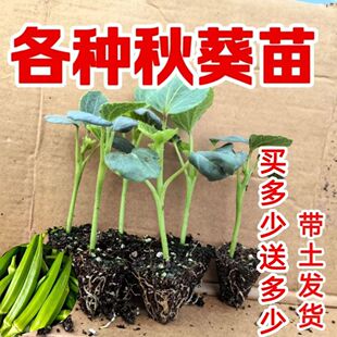 秋葵秧苗特大红秋葵鲜嫩爽口水果黄秋葵盆栽四季蔬菜苗阳台大苗