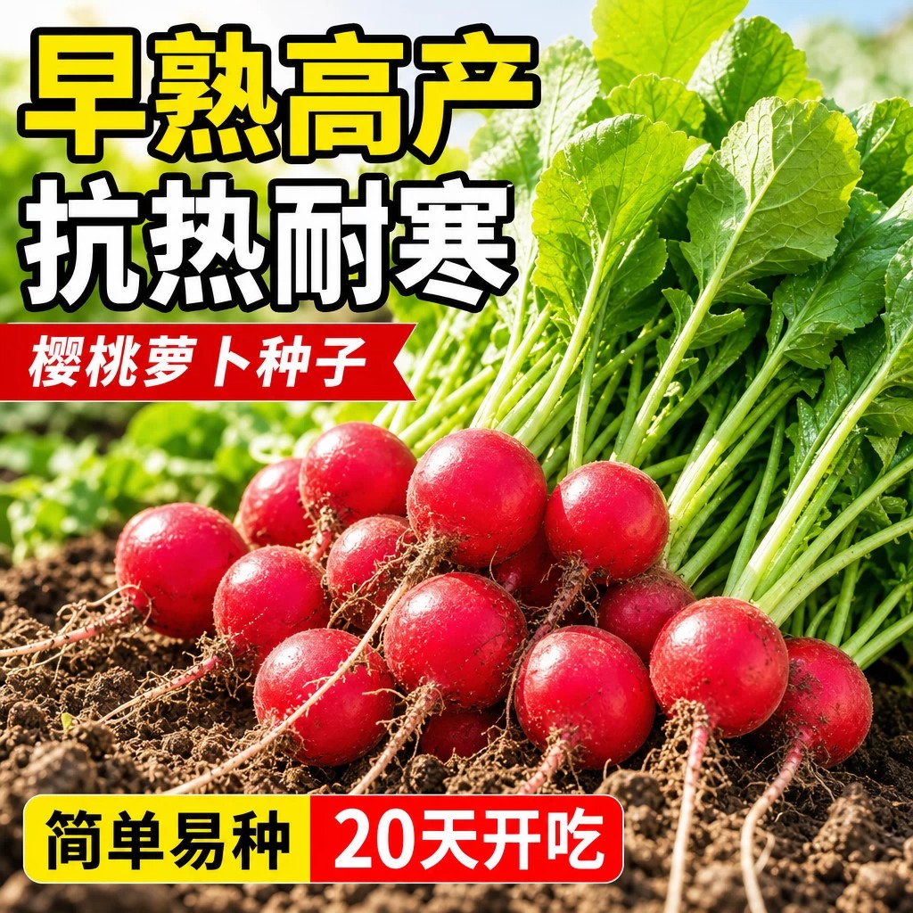 四季室内阳台樱桃萝卜种子
