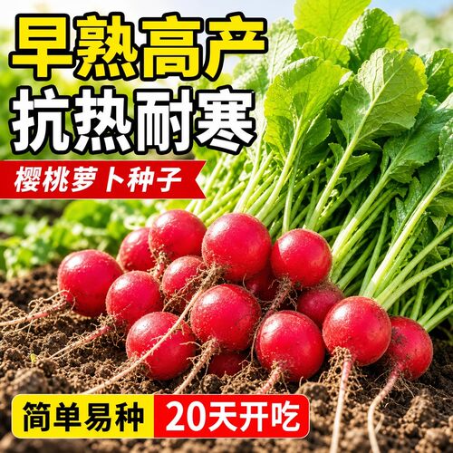 四季室内阳台樱桃萝卜种子