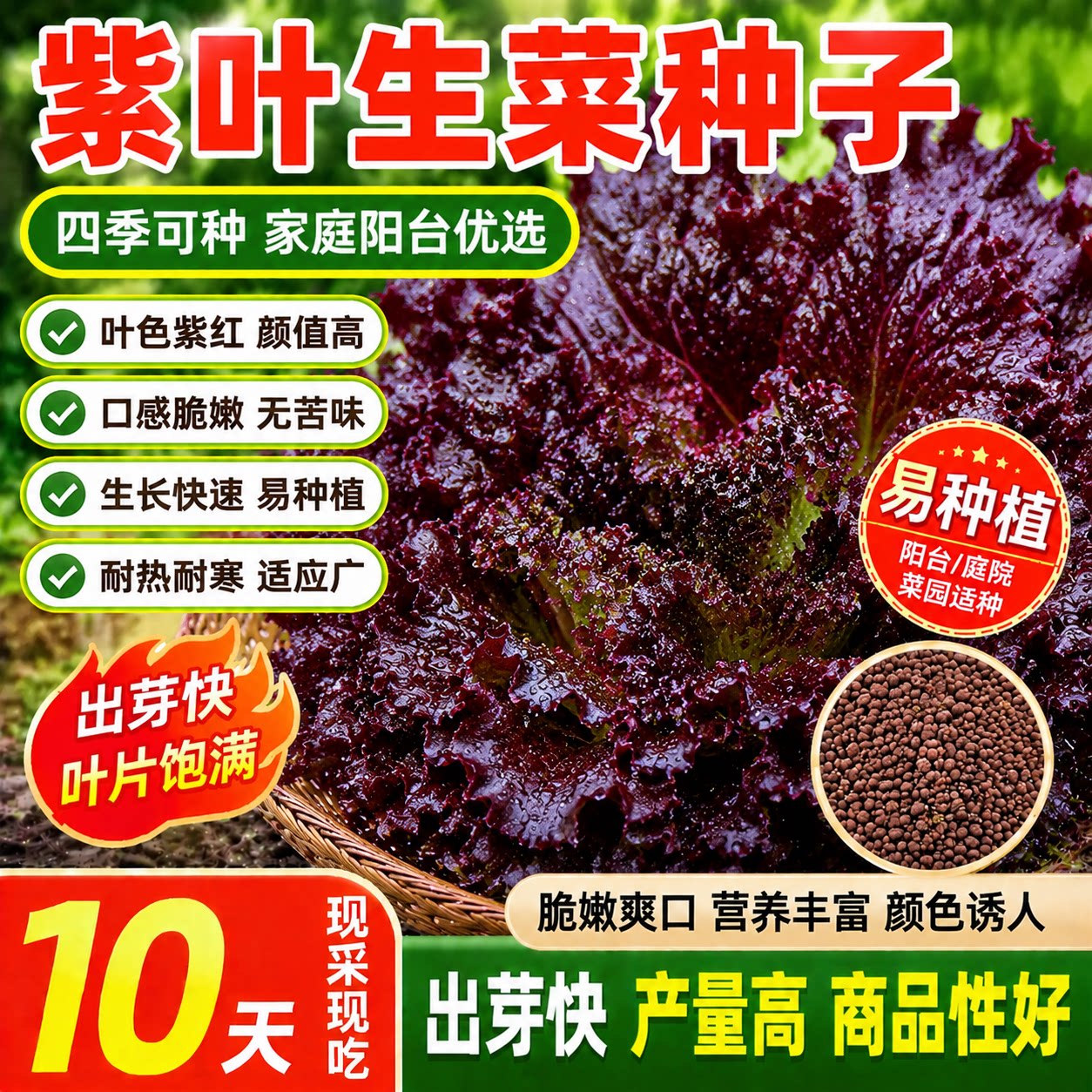 紫叶生菜种子四季可播即食沙拉