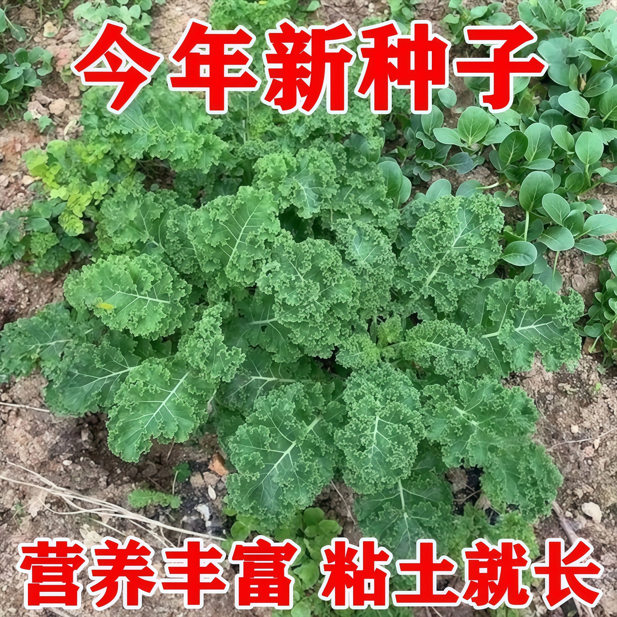 四季耐寒食用羽衣甘蓝种子