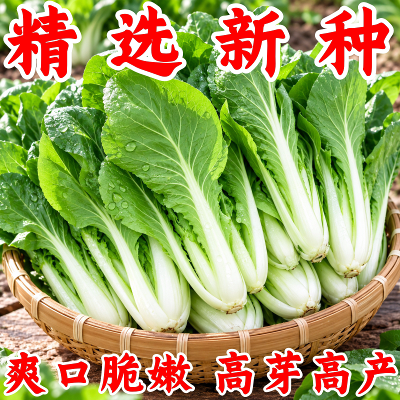 四季速生耐热奶油小白菜种子