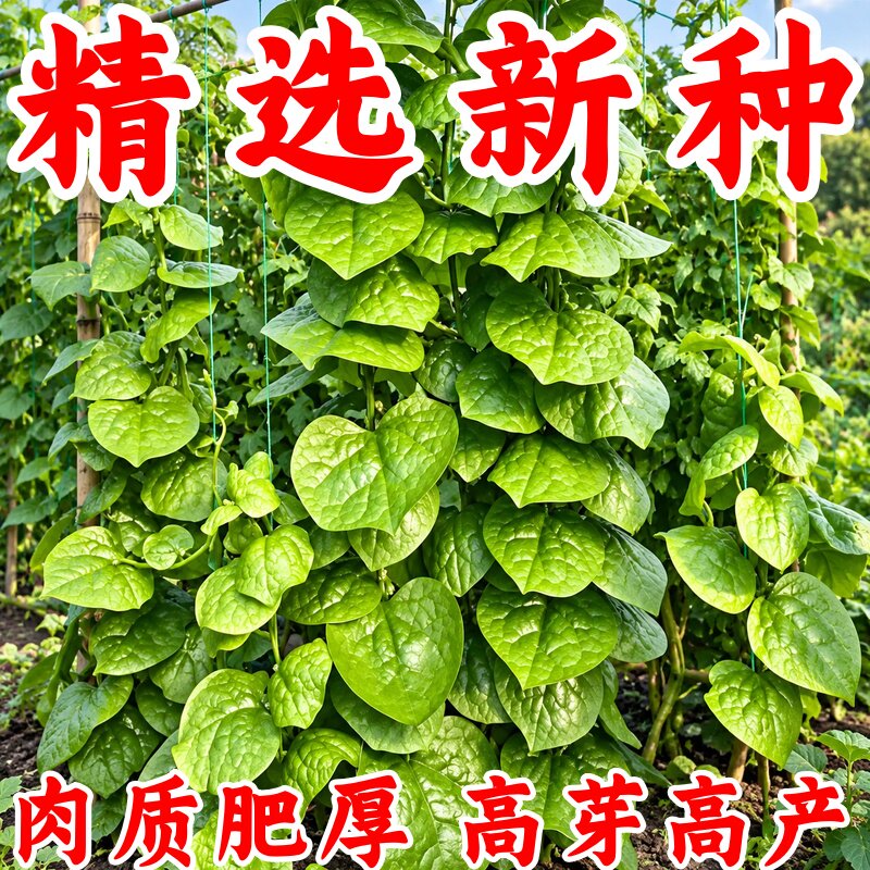 大叶木耳菜种子高钙肉厚耐热耐寒