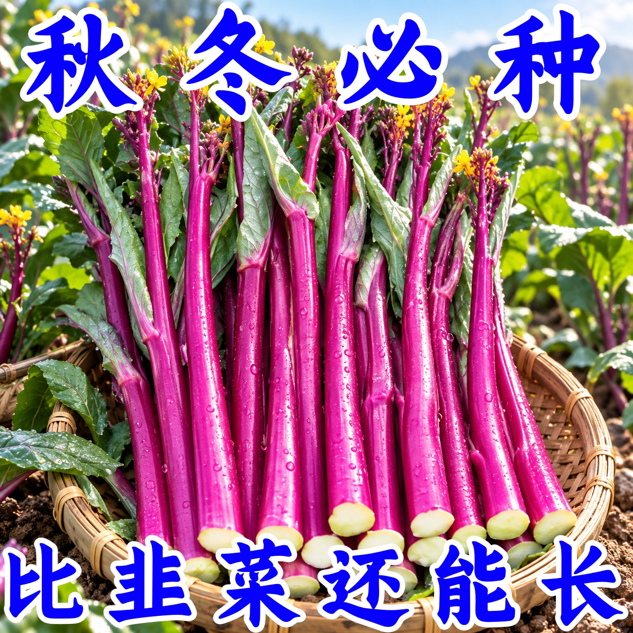 红菜苔种子早熟高产耐寒四季播