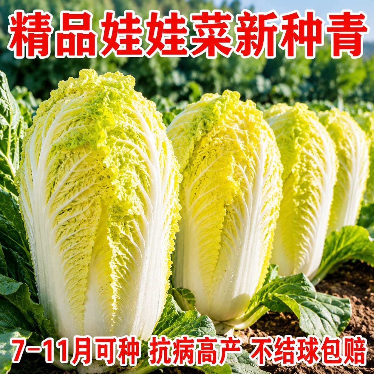 正宗进口娃娃菜种子黄心奶油味