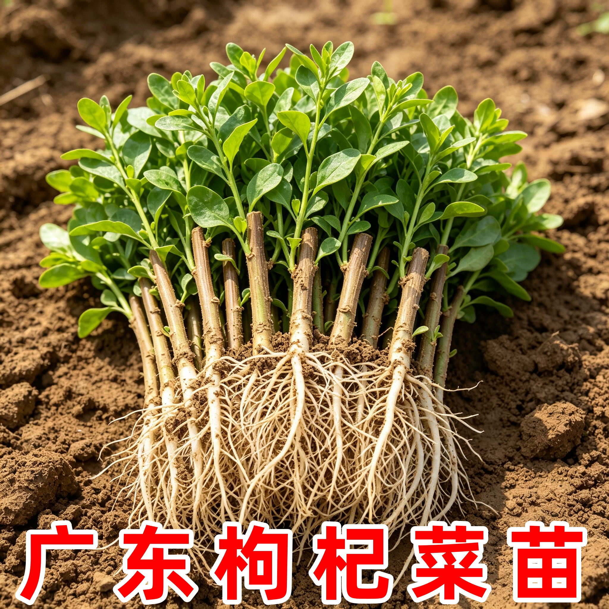 广东大叶枸杞树苗带根带芽盆栽