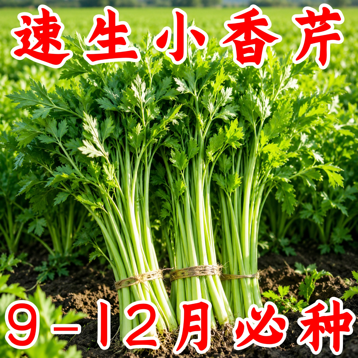 四季实心小香芹种子耐热香浓