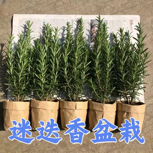可食用驱蚊室内阳台大苗盆栽