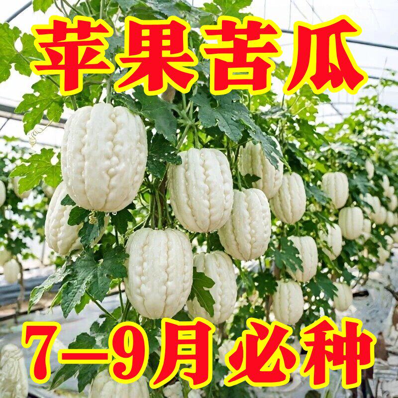 台湾苹果苦瓜种子四季播脆甜