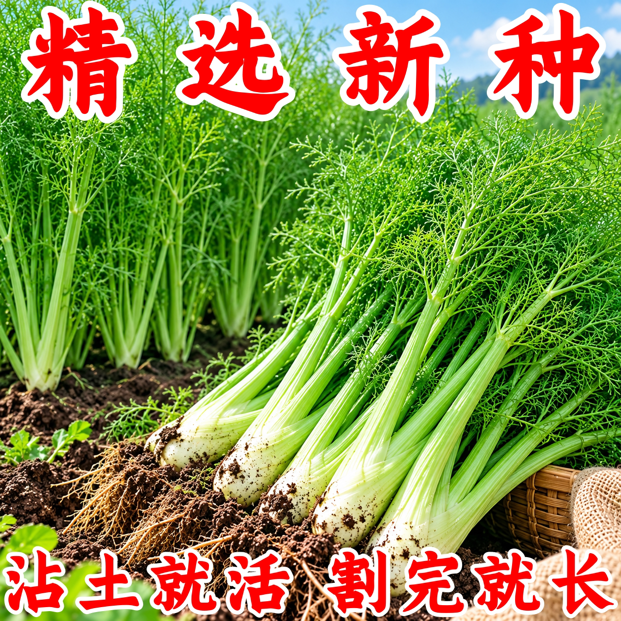 阳台带根茴香种子四季盆栽
