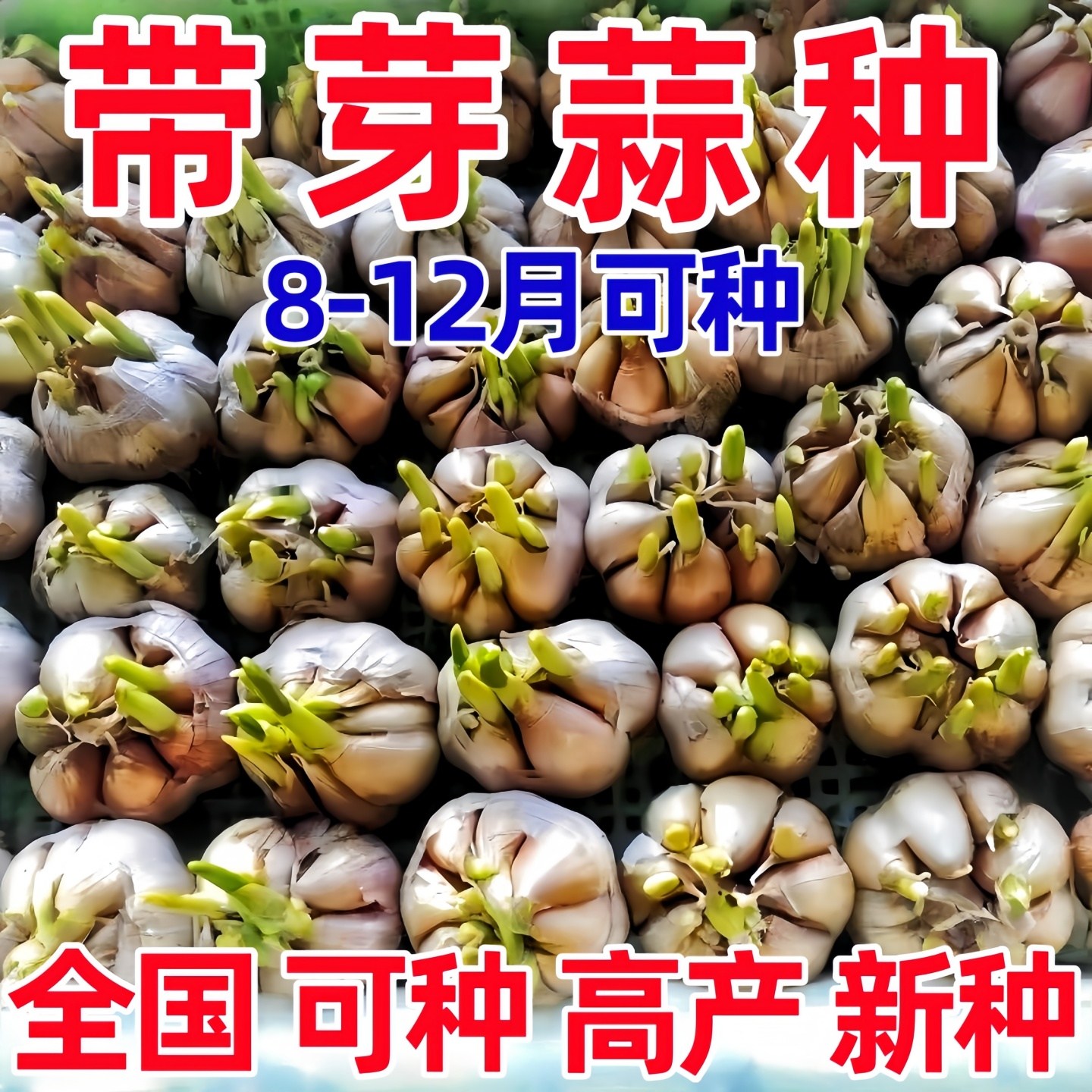 【大蒜种子】发芽大蒜蒜苗蒜黄种植蒜瓣有内芽催芽蒜种水培大蒜苗