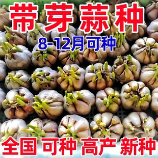 【大蒜种子】发芽大蒜蒜苗蒜黄种植蒜瓣有内芽催芽蒜种水培大蒜苗