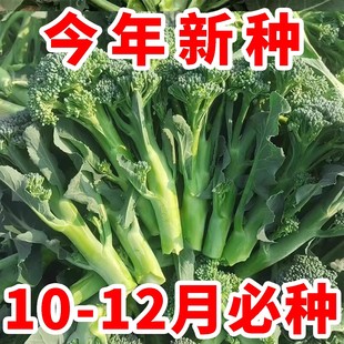 西兰苔种子西洋芥兰种籽小西蓝花芥蓝菜苔菜心四季耐高温蔬菜高产