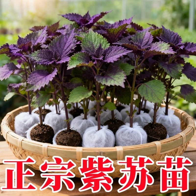 食用紫苏幼苗40棵带土四季盆栽