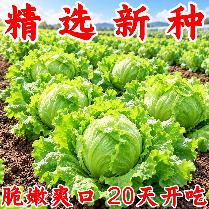 结球生菜种子四季阳台易种