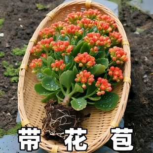 长寿花盆栽带花苞金狐狸四季 开大花易活好养室内绿植花卉多肉植物