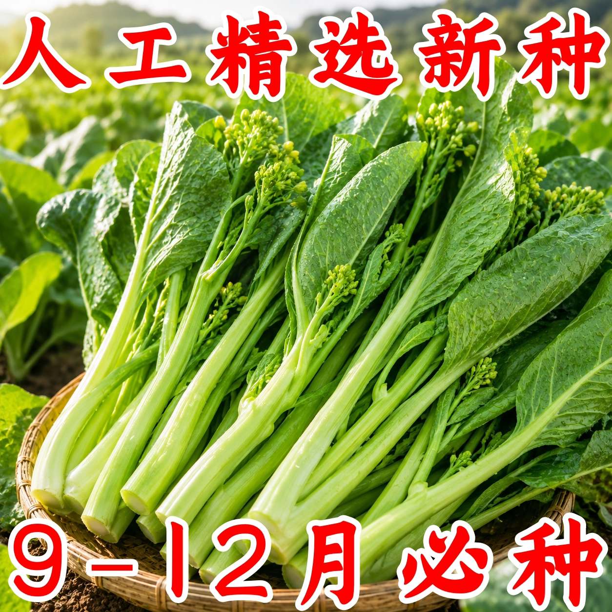 奶油白菜苔种子早熟高产脆嫩多芽