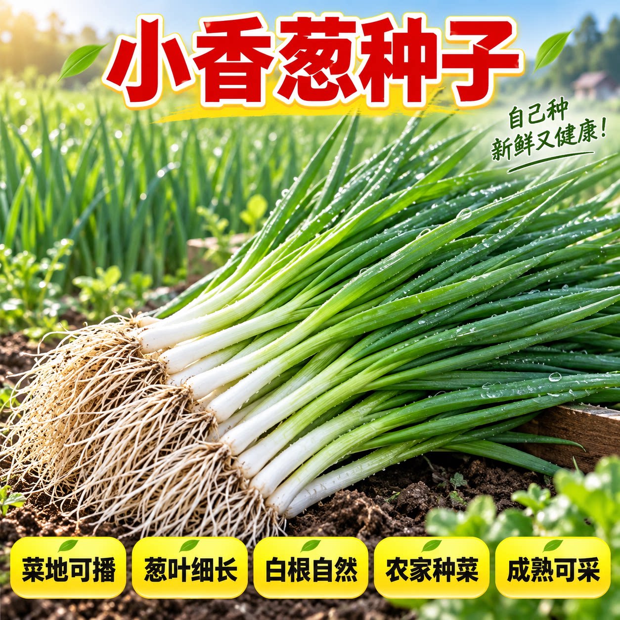 四季香葱种子阳台盆栽
