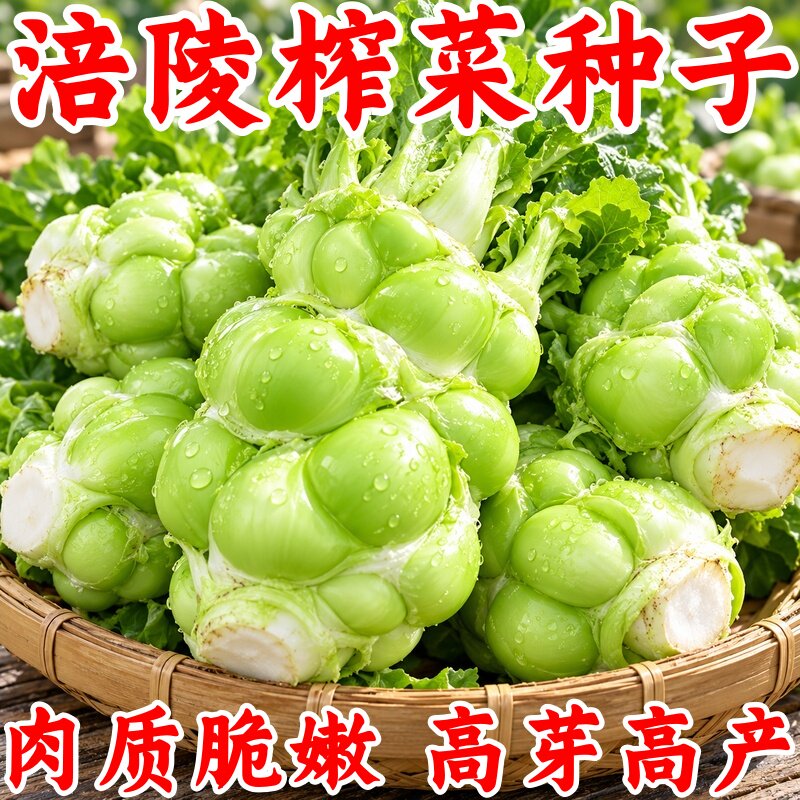 涪陵榨菜种子四季高产耐高温
