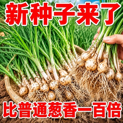 深山现挖野生葱种子四季可播
