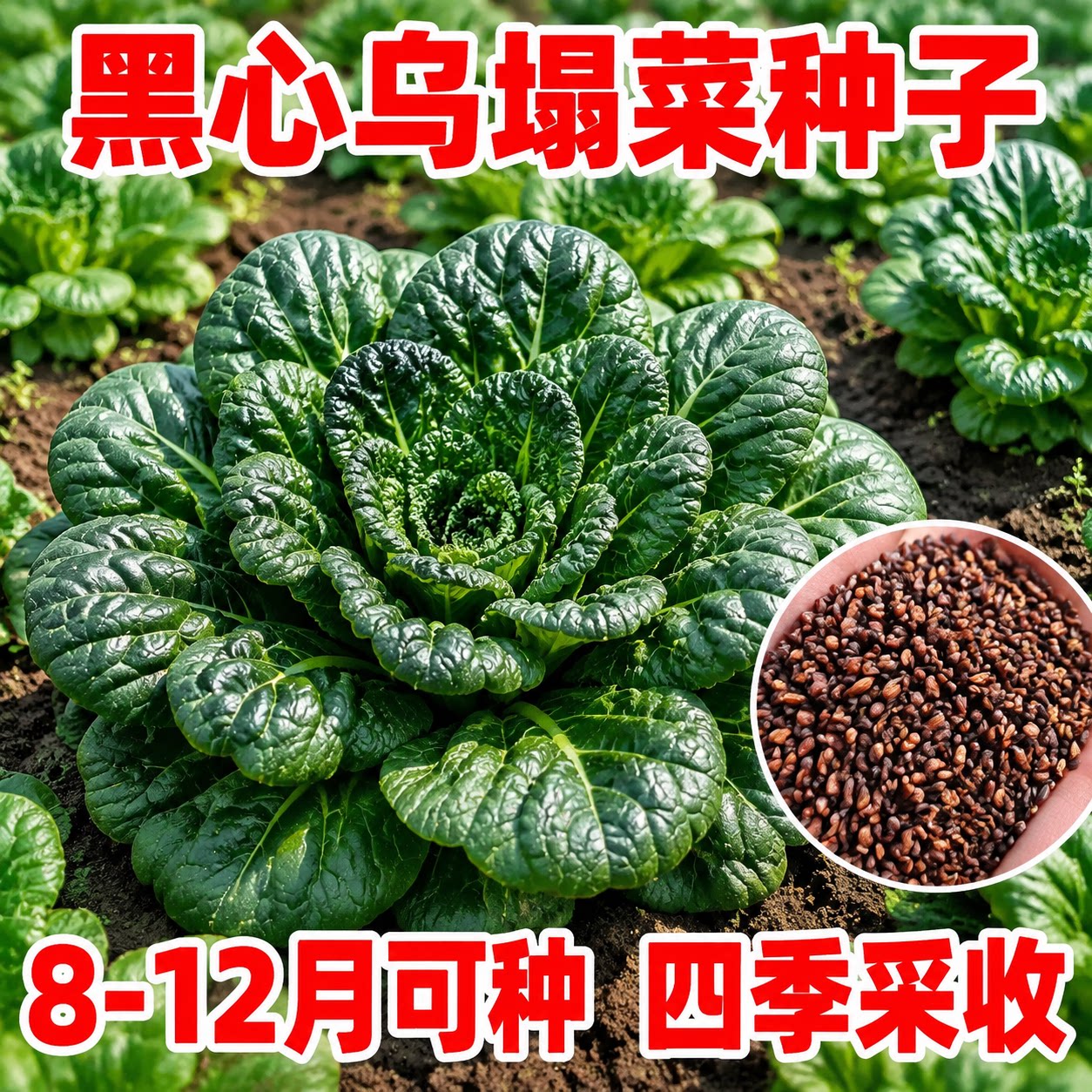 正宗黑心乌塌菜种子耐低温高产