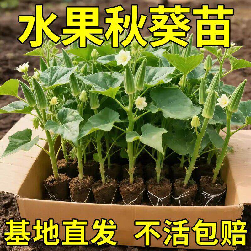 高产耐热脆嫩秋葵秧苗基地直发