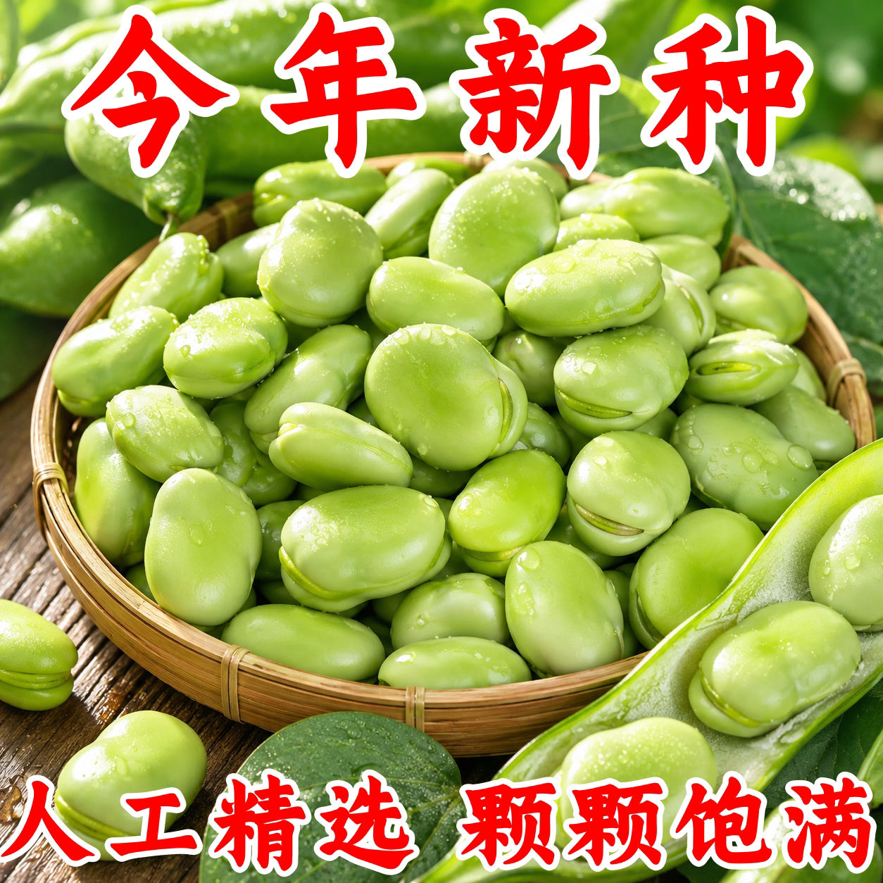 特大糯米蚕豆种子高产耐寒早熟