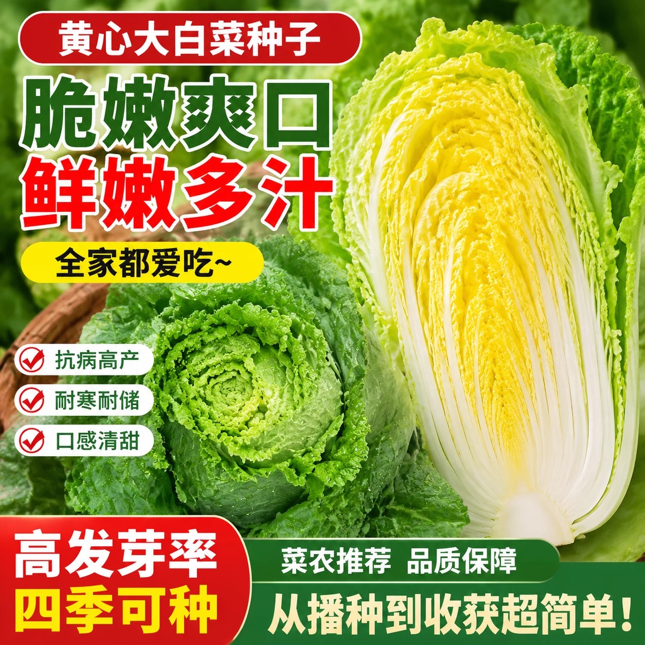 山东黄心秋大白菜种子四季可播