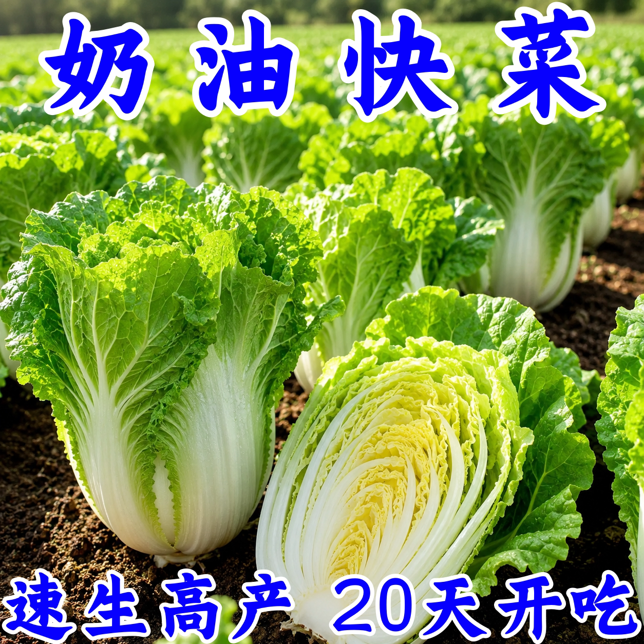 速生四季奶油快菜种子