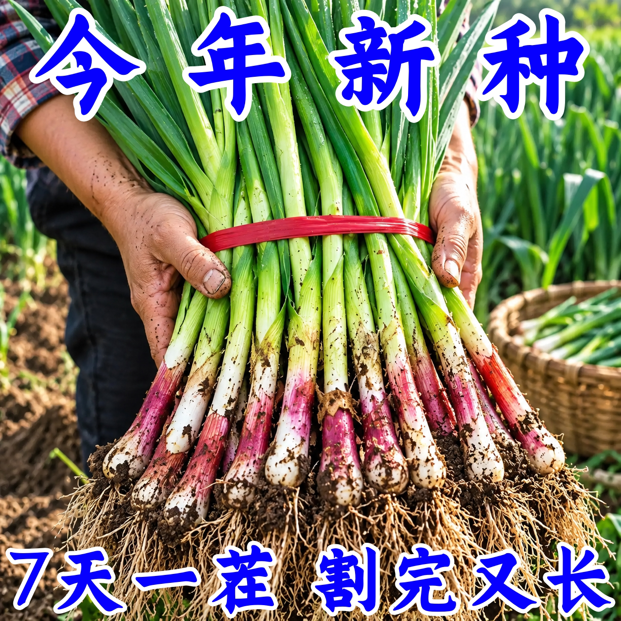 正宗本地红根宽叶紫皮大蒜种子