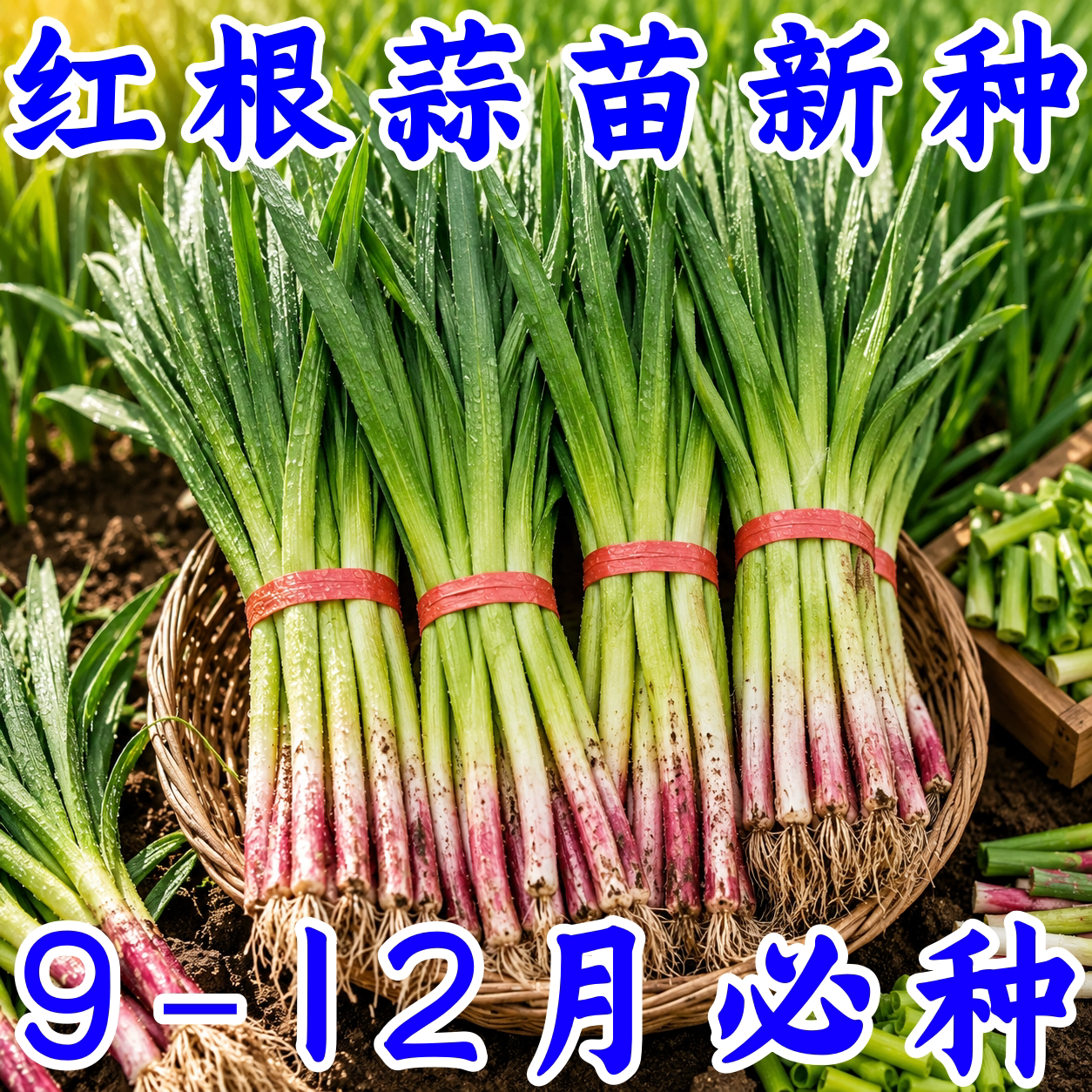 正宗本地红根宽叶紫皮大蒜种子