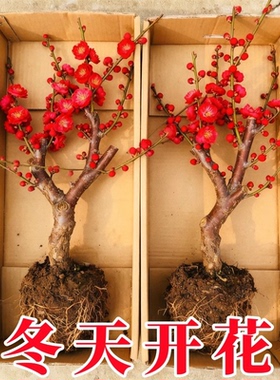 红梅盆栽冬天开花室内阳台花卉庭院地栽四季耐寒植物老桩盆景腊梅