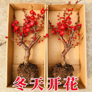 红梅盆栽冬天开花室内阳台花卉庭院地栽四季耐寒植物老桩盆景腊梅